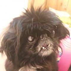 Подробнее об объявлении «Найдена собака в садах металлург2 Магнитогорск» Фото: найдена собака Пекинес «Найдена собака в садах металлург2 Магнитогорск» в г. Магнитогорск