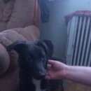 Подробнее об объявлении «Найдена собака кобель Химки» Фото: найдена собака  «Найдена собака кобель Химки» в г. Химки