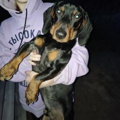 Подробнее об объявлении «Мытищи Найдена собака кобель такса» Фото: найдена собака Такса «Мытищи Найдена собака кобель такса» в г. Мытищи