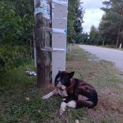 Подробнее об объявлении «Владимир Найдена собака кобель в деревне комары» Фото: найдена собака  «Владимир Найдена собака кобель в деревне комары» в г. Владимир