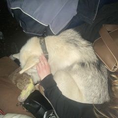 Подробнее об объявлении «Найдена собака хозяин найдись Александров» Фото: найдена собака  «Найдена собака хозяин найдись Александров» в г. Александров