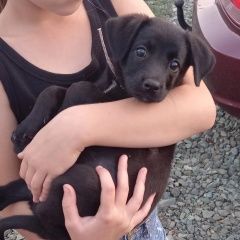 Подробнее об объявлении «Оренбург Найдена собака кобель» Фото: найдена собака  «Оренбург Найдена собака кобель» в г. Оренбург