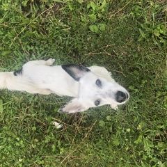 Подробнее об объявлении «Найдена собака кобель. Долгопрудный» Фото: найдена собака  «Найдена собака кобель. Долгопрудный» в г. Долгопрудный