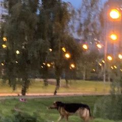 Подробнее об объявлении «Найдена собака кобель овчарка в парке боровика Москва» Фото: найдена собака Немецкая овчарка «Найдена собака кобель овчарка в парке боровика...» в г. Москва