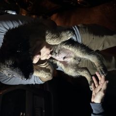 Подробнее об объявлении «Найдена собака кобель щенок Москва» Фото: найдена собака  «Найдена собака кобель щенок Москва» в г. Москва