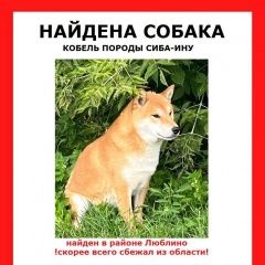 Подробнее об объявлении «Найдена собака кобель (кобель, мальчик) сиба Москва» Фото: найдена собака  «Найдена собака кобель (кобель, мальчик) сиба...» в г. Москва