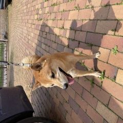 Подробнее об объявлении «Мытищи Найдена собака сиба ину порода, кобелек» Фото: найдена собака  «Мытищи Найдена собака сиба ину порода, кобелек» в г. Мытищи