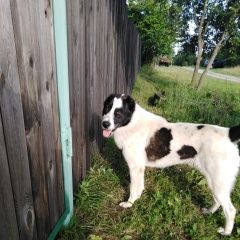 Подробнее об объявлении «Кохма Найдена собака кобель алабай мальчик, молодой и очень добрый.» Фото: найдена собака Среднеазиатская овчарка «Кохма Найдена собака кобель алабай мальчик,...» в г. Кохма