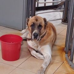 Подробнее об объявлении «Найдена собака алабай Москва» Фото: найдена собака  «Найдена собака алабай Москва» в г. Москва