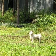 Подробнее об объявлении «Найдена собака Москва» Фото: найдена собака  «Найдена собака Москва» в г. Москва