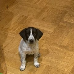 Подробнее об объявлении «Найдена собака кобель щенок 3 месяца Москва» Фото: найдена собака  «Найдена собака кобель щенок 3 месяца Москва» в г. Москва