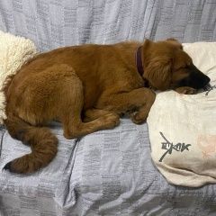 Подробнее об объявлении «Найдена собака Москва» Фото: найдена собака  «Найдена собака Москва» в г. Москва