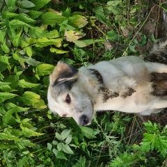 Подробнее об объявлении «Найдена собака Переславль-Залесский» Фото: найдена собака  «Найдена собака Переславль-Залесский» в г. Переславль-Залесский