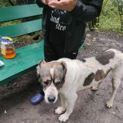 Подробнее об объявлении «Найдена собака кобель юлия Москва» Фото: найдена собака  «Найдена собака кобель юлия Москва» в г. Москва