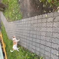 Подробнее об объявлении «Одинцово Найдена собака деревня жуковка замечен пёс» Фото: найдена собака  «Одинцово Найдена собака деревня жуковка замечен...» в г. Одинцово