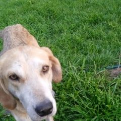 Подробнее об объявлении «Найдена собака русская пегая, выжловка Касимов» Фото: найдена собака Гончая «Найдена собака русская пегая, выжловка Касимов» в г. Касимов