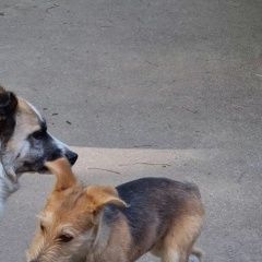 Подробнее об объявлении «Найдена собака срочно ищу хозяев Москва» Фото: найдена собака  «Найдена собака срочно ищу хозяев Москва» в г. Москва