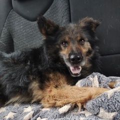 Подробнее об объявлении «Найдена собака кобель Касимов» Фото: найдена собака  «Найдена собака кобель Касимов» в г. Касимов