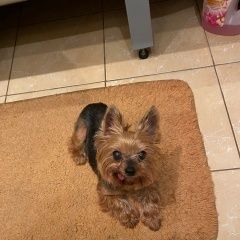 Подробнее об объявлении «Найдена собака йоркширский терьер, самотечная 9 Москва» Фото: найдена собака Йоркширский терьер «Найдена собака йоркширский терьер, самотечная 9...» в г. Москва