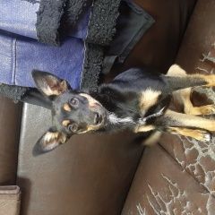 Подробнее об объявлении «Старый Оскол Найдена собака девочка ищет хозяина» Фото: найдена собака Той-терьер «Старый Оскол Найдена собака девочка ищет хозяина» в г. Старый Оскол