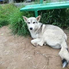 Подробнее об объявлении «Иркутск Найдена собака» Фото: найдена собака  «Иркутск Найдена собака» в г. Иркутск