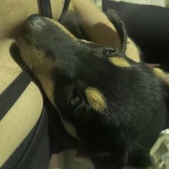 Подробнее об объявлении «Геленджик Найдена собака щенок (девочка) ул верхняя» Фото: найдена собака  «Геленджик Найдена собака щенок (девочка) ул...» в г. Геленджик