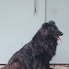 Подробнее об объявлении «Найдена собака кобель Москва» Фото: найдена собака  «Найдена собака кобель Москва» в г. Москва