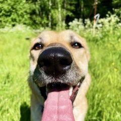 Подробнее об объявлении «Найдена собака девочка моника 1, 5 года ищет дом Москва» Фото: найдена собака  «Найдена собака девочка моника 1, 5 года ищет...» в г. Москва