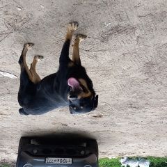 Подробнее об объявлении «Найдена собака кобель Загорянский» Фото: найдена собака Ротвейлер «Найдена собака кобель Загорянский» в г. Загорянский