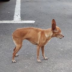Подробнее об объявлении «Найдена собака той терьер Долгопрудный» Фото: найдена собака Той-терьер «Найдена собака той терьер Долгопрудный» в г. Долгопрудный