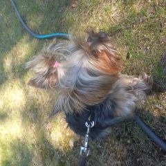 Подробнее об объявлении «Санкт-Петербург Найдена собака» Фото: найдена собака  «Санкт-Петербург Найдена собака» в г. Санкт-Петербург