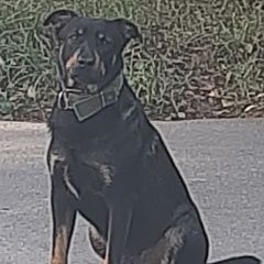 Подробнее об объявлении «Иваново Найдена собака кобель» Фото: найдена собака  «Иваново Найдена собака кобель» в г. Иваново