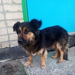 Подробнее об объявлении «Найдена собака кобель возможно кто-то ищет этого пса. он наход Асбест» Фото: найдена собака  «Найдена собака кобель возможно кто-то ищет...» в г. Асбест