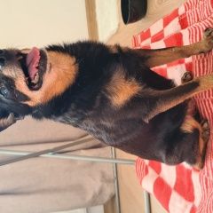 Подробнее об объявлении «Найдена собака той-терьер сука Сысерть» Фото: найдена собака Русский той-терьер «Найдена собака той-терьер сука Сысерть» в г. Сысерть