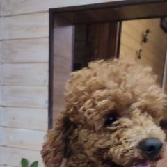 Подробнее об объявлении «Орехово-Зуево Найдена собака кобель коричневый пудель» Фото: найдена собака Пудель «Орехово-Зуево Найдена собака кобель коричневый...» в г. Орехово-Зуево