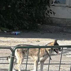 Подробнее об объявлении «Найдена собака Махачкала» Фото: найдена собака  «Найдена собака Махачкала» в г. Махачкала