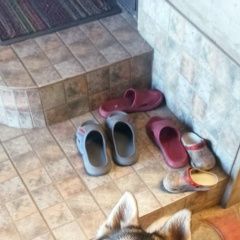 Подробнее об объявлении «Найдена собака хозяин отзовись Бишкек» Фото: найдена собака  «Найдена собака хозяин отзовись Бишкек» в г. Бишкек