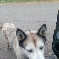 Подробнее об объявлении «Найдена собака кабель Рузаевка» Фото: найдена собака  «Найдена собака кабель Рузаевка» в г. Рузаевка