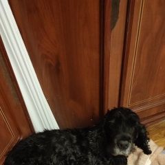 Подробнее об объявлении «Найдена собака Нарофоминск» Фото: найдена собака Американский кокер-спаниель «Найдена собака Нарофоминск» в г. Нарофоминск