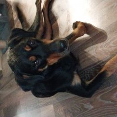 Подробнее об объявлении «Найдена собака в кузнецком районе Новокузнецк» Фото: найдена собака  «Найдена собака в кузнецком районе Новокузнецк» в г. Новокузнецк