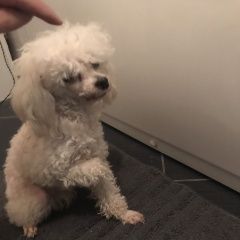 Подробнее об объявлении «Найдена собака мркутск, солнечный. Иркутск» Фото: найдена собака Пудель «Найдена собака мркутск, солнечный. Иркутск» в г. Иркутск