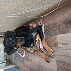 Подробнее об объявлении «Найдена собака Новокузнецк» Фото: найдена собака  «Найдена собака Новокузнецк» в г. Новокузнецк