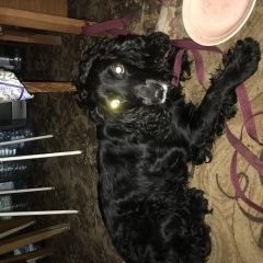 Подробнее об объявлении «Найдена собака кобель чёрный спаниель Санкт-Петербург» Фото: найдена собака Американский кокер-спаниель «Найдена собака кобель чёрный спаниель...» в г. Санкт-Петербург