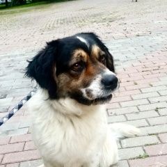 Подробнее об объявлении «Найдена собака кобель Химки» Фото: найдена собака  «Найдена собака кобель Химки» в г. Химки