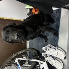 Подробнее об объявлении «Найдена собака кобель щенок лабрадора Иркутск» Фото: найдена собака Лабрадор ретривер «Найдена собака кобель щенок лабрадора Иркутск» в г. Иркутск