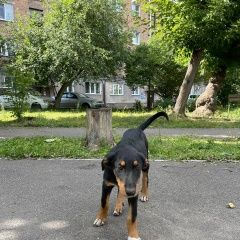 Картинка найдена собака В городе Красноярск обнаружена собачёнка. Красноярск