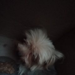 Подробнее об объявлении «Найдена собака кобель Пятигорск» Фото: найдена собака Йоркширский терьер «Найдена собака кобель Пятигорск» в г. Пятигорск