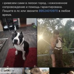 Подробнее об объявлении «Найдена собака кобель ищем прежних или новых хозяев Балезино» Фото: найдена собака Стаффордширский бультерьер «Найдена собака кобель ищем прежних или новых...» в г. Балезино