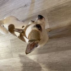 Подробнее об объявлении «Найдена собака кобель чихуахуа Павловский Посад» Фото: найдена собака Чихуахуа «Найдена собака кобель чихуахуа Павловский Посад» в г. Павловский Посад