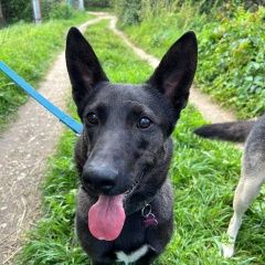 Подробнее об объявлении «Найдена собака кобель ищет дом и семью джерри. Москва» Фото: найдена собака  «Найдена собака кобель ищет дом и семью джерри....» в г. Москва